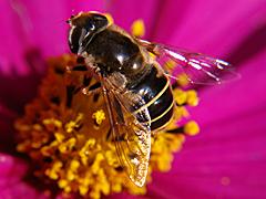 Syrphid Fly
